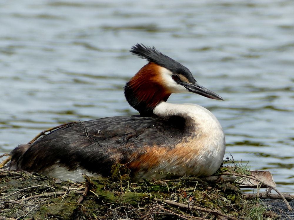 bird with orange-brown cheeks and black crest sits surrounded by water