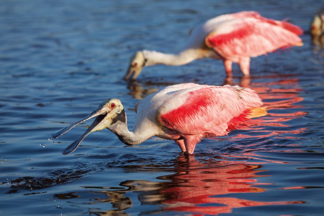 Roseate Spoonbill