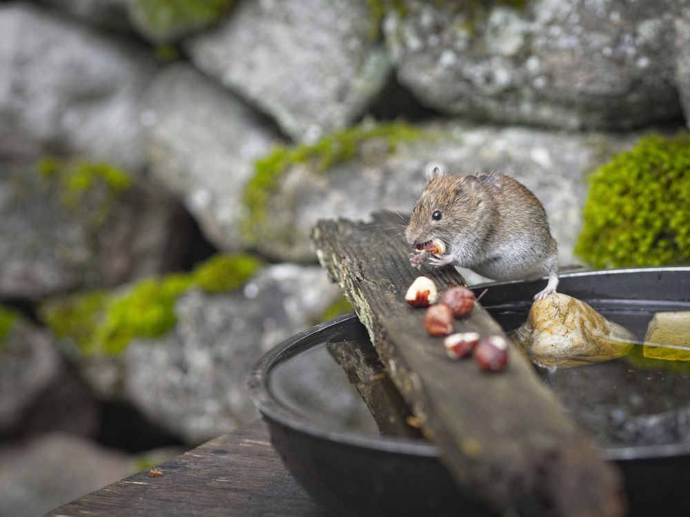A mouse eats nuts on a wooden plank with rocks in the background