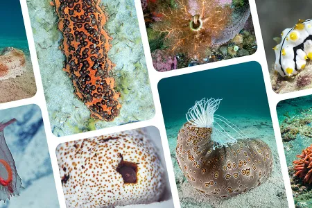 Sea cucumbers come in a multitude of colors.
