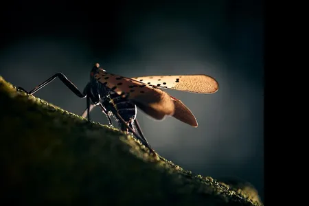 The spotted lanternfly has landed. This adult was seen in Pennsylvania, hard hit by the alien species.