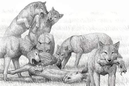 Artist illustration of a pack of Borophagus secundus
