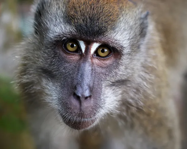 A curious long-tailed macaque looking into the camera lens and we locked 'eyes'.