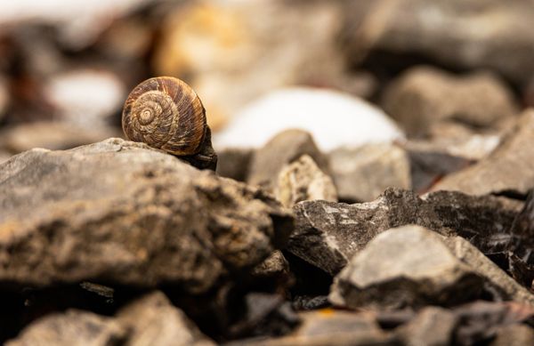 Rocky Mountain Rock Snail on a Rock thumbnail