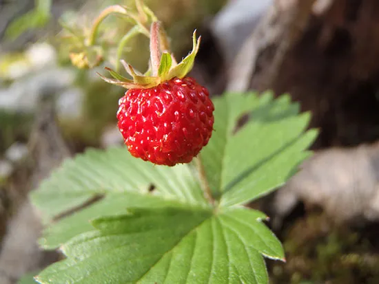 Fraises Des Bois