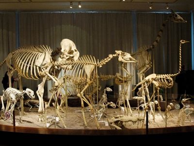 Large animal skeletons at the Finnish Natural History Museum.