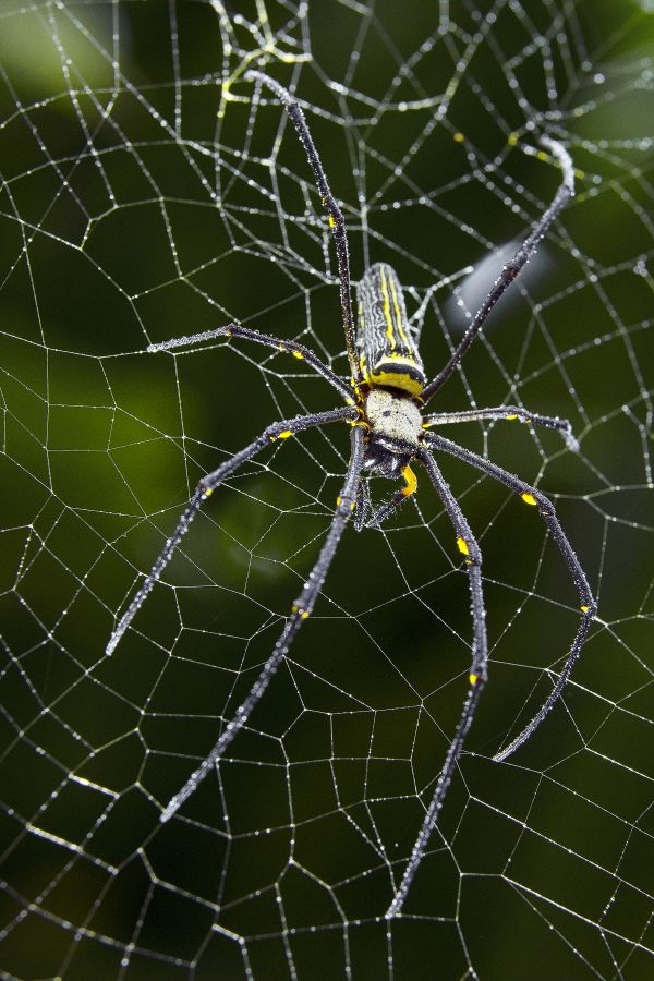 Spider house thumbnail