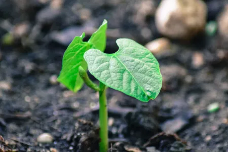 Growth potential: there’s a reason that phosphorus is included in fertilizers.