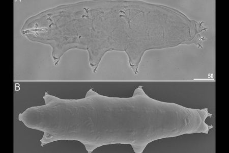The new species of tardigrade, Macrobiotus shonaicus found in the moss of a Japanese parking lot.
