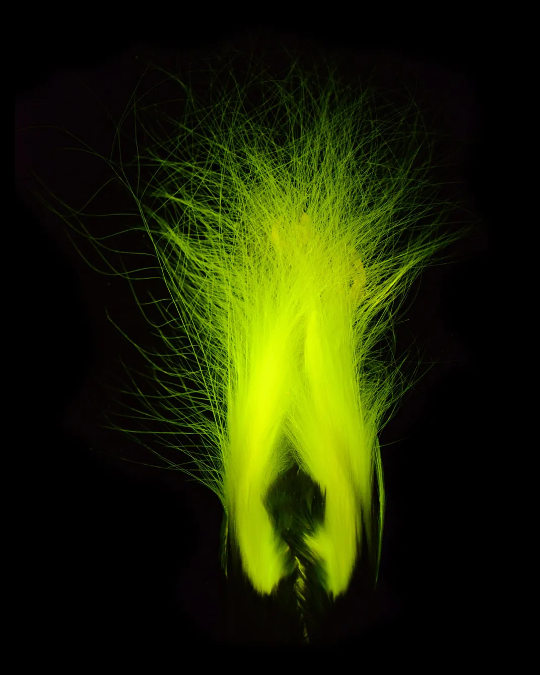 Biofluorescence in the feathers of the emperor bird-of-paradise