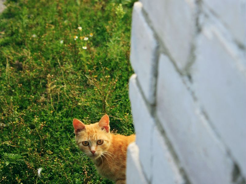 Кот выглядывает из за угла картинки