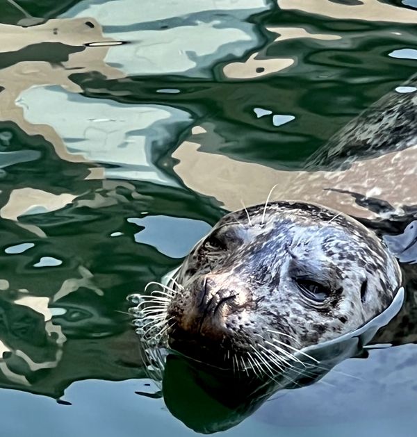 Guadalupe Fur Seal surfaced in the Strait of Juan de Luca thumbnail