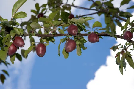 Malus sieversii is a wild apple native to the mountains of southern Kazakhstan.