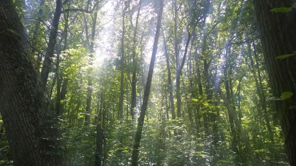 Trees at the creek thumbnail