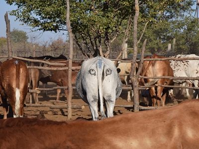 New research suggests painting eyes on cattle behinds can help protect them from predators. 


