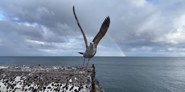 A Rainbow emerges and the gull prepares to launch thumbnail
