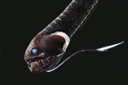 For the first time, an ultra-black skin color or pigmentation that protects 16 varieties of deep-sea fishes has been documented.