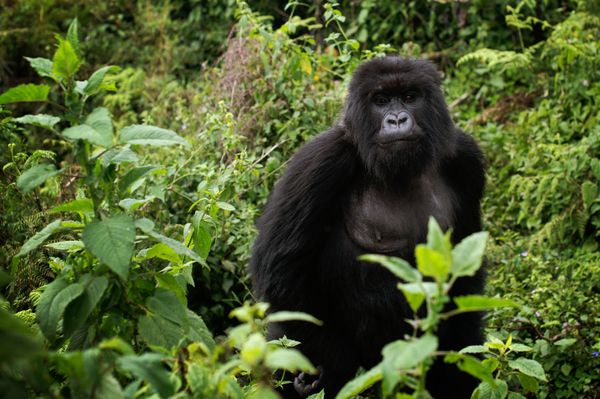 Mother Mountain Gorilla thumbnail