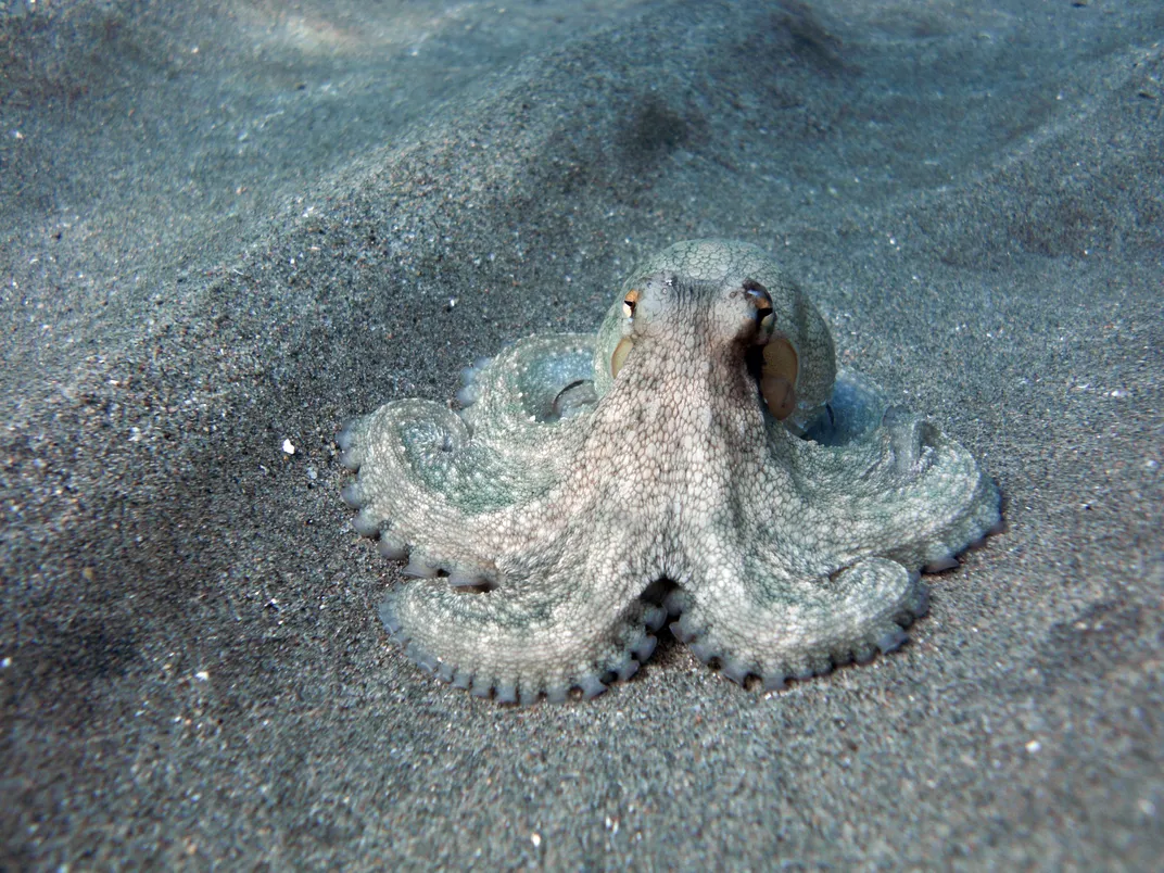 a sand-colored octopus crawling along sand