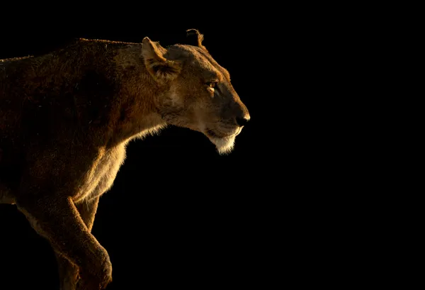 Totally focused thumbnail