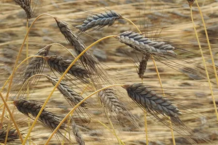 Emmer wheat