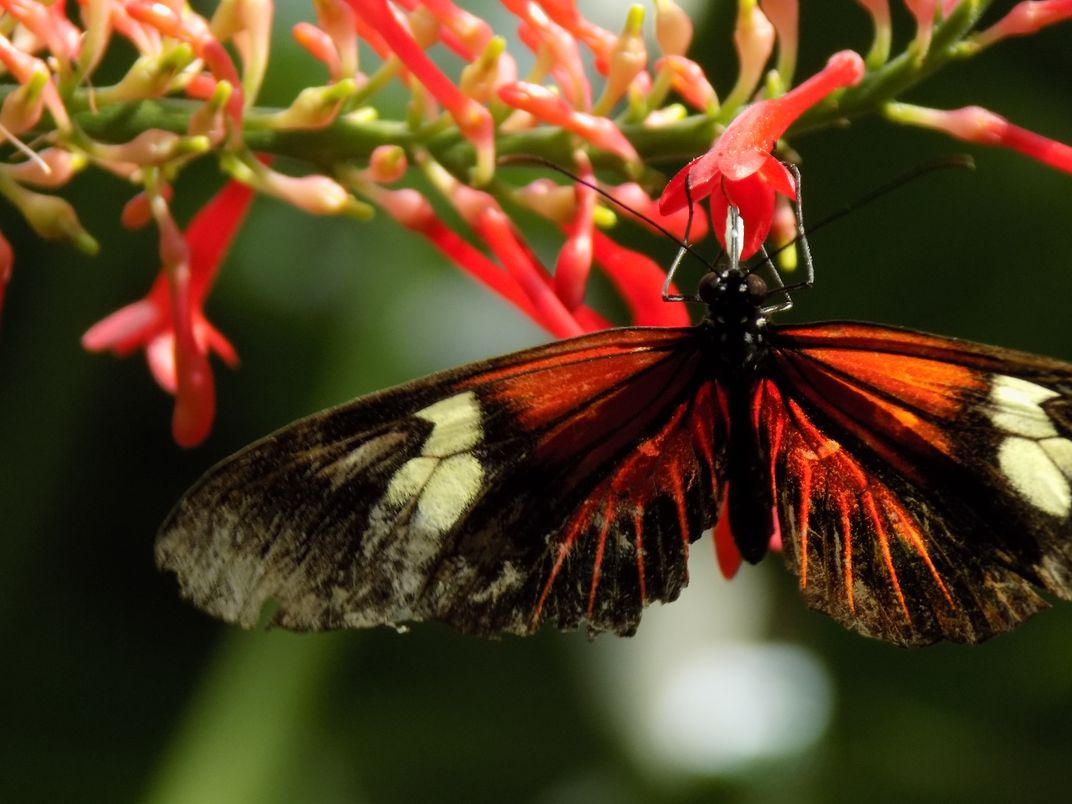 Butterfly Eating Smithsonian Photo Contest Smithsonian Magazine