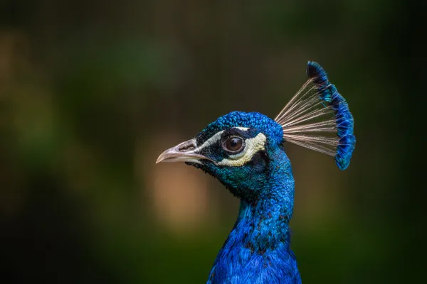 A headshot of a peacock thumbnail