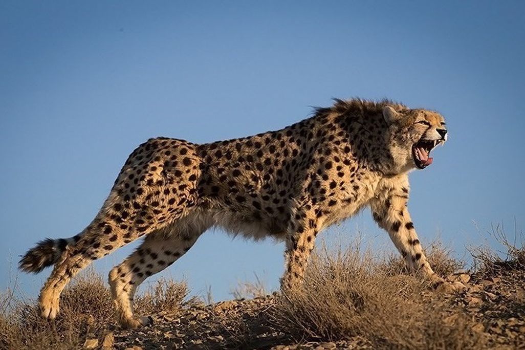 Asiatic cheetah roars on hillside