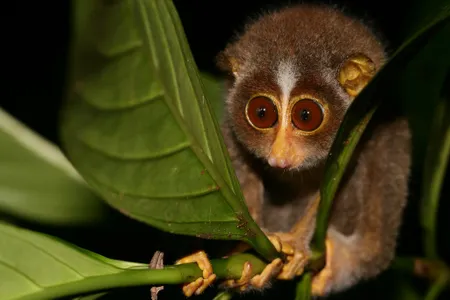 Sri Lakan Slender Loris