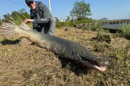 Caught on Lake Livingston near Houston using a two-pound line, the massive alligator gar weighed 153 pounds.