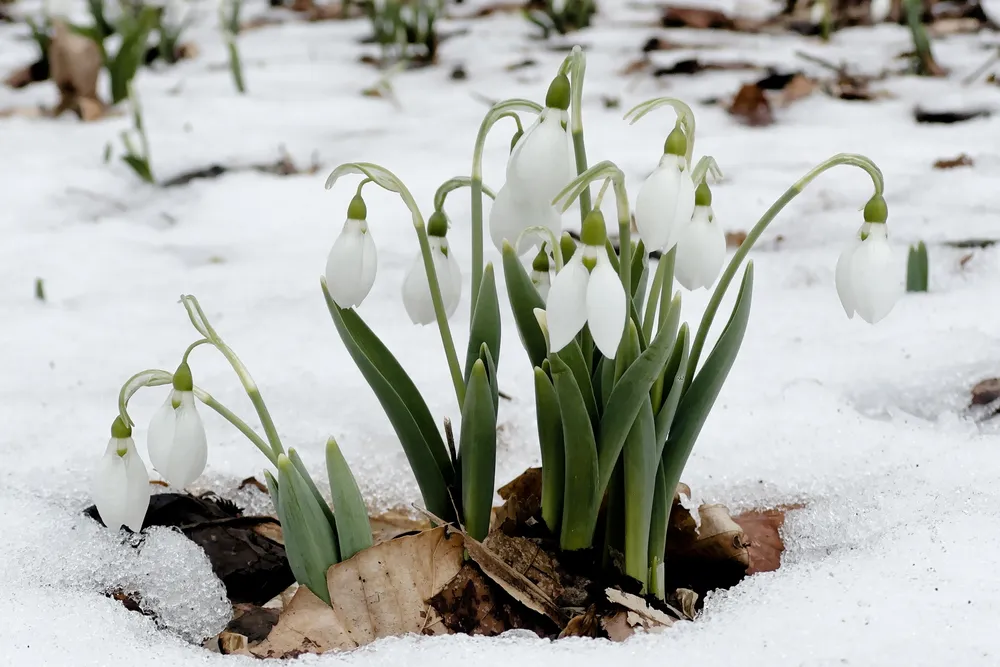 a small group of snowdrop flowers in the snow