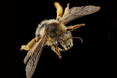 The Melitta haemorrhoidalis bee, collected from Wotton-under-Edge, England, requires patches of bellflowers to make its nests.