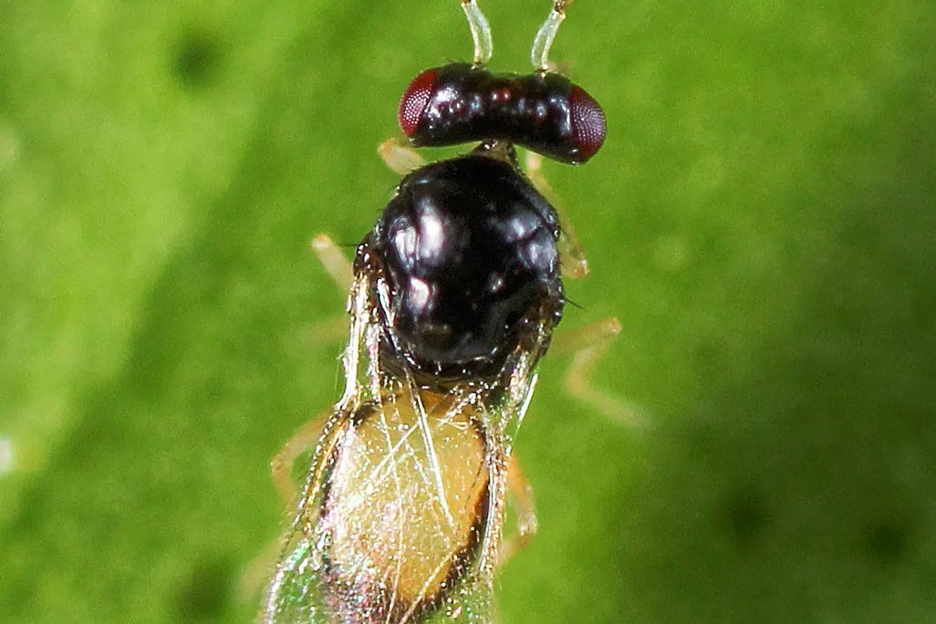 06_19_2014_wasp.jpg