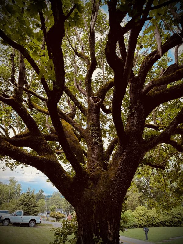 Maple in Appalachia thumbnail