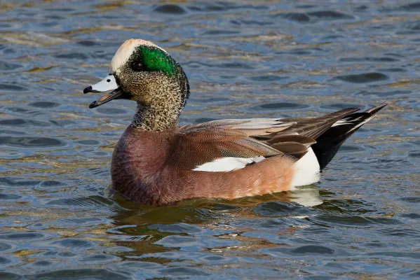 American Wigeon thumbnail