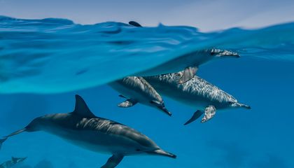 Five Amazing Dolphin Behaviors, Explained