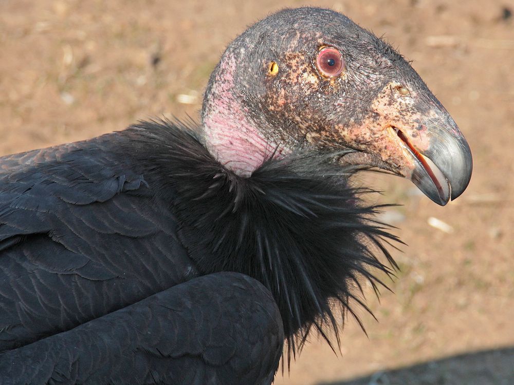 Close-up photograph of California condor