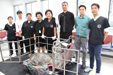 Veterinarians stand with Omsin the green sea turtle, whose life they saved during an hours-long operation. 