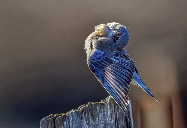 Female Western Bluebird, preening thumbnail