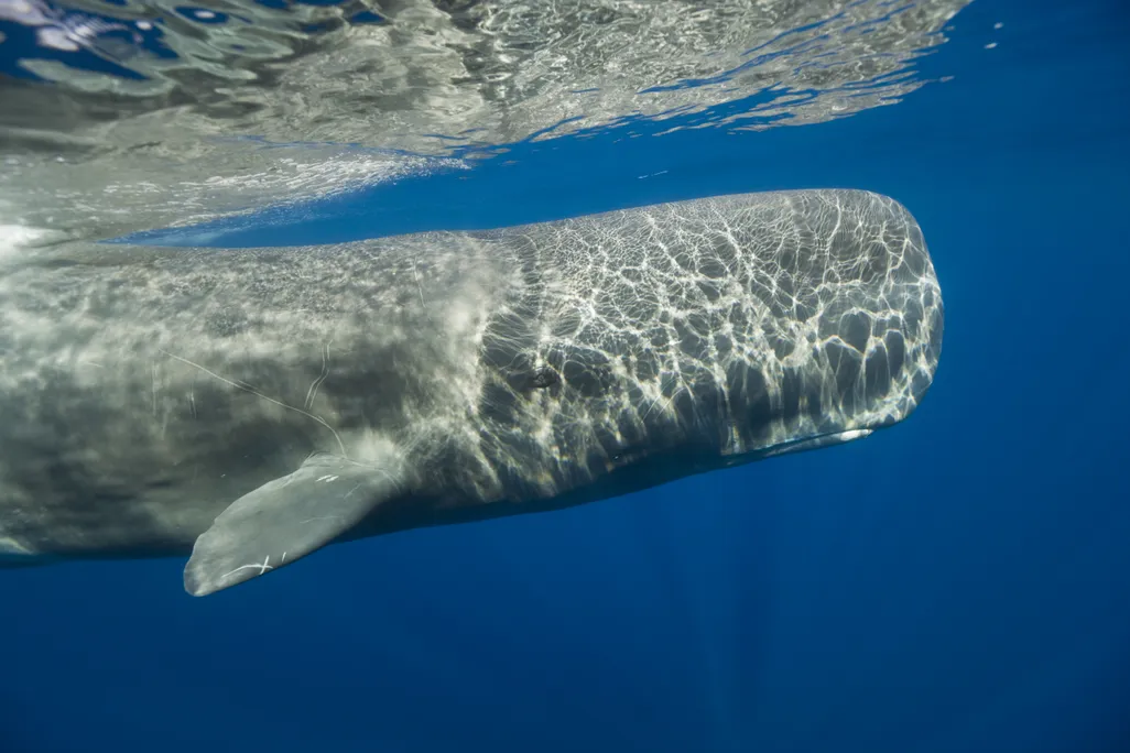 Sperm whale swimming near Portugal