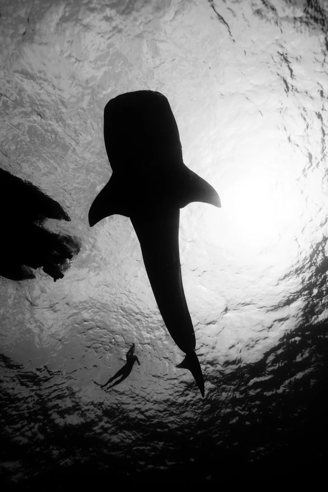 A black and white shot of a whale shark