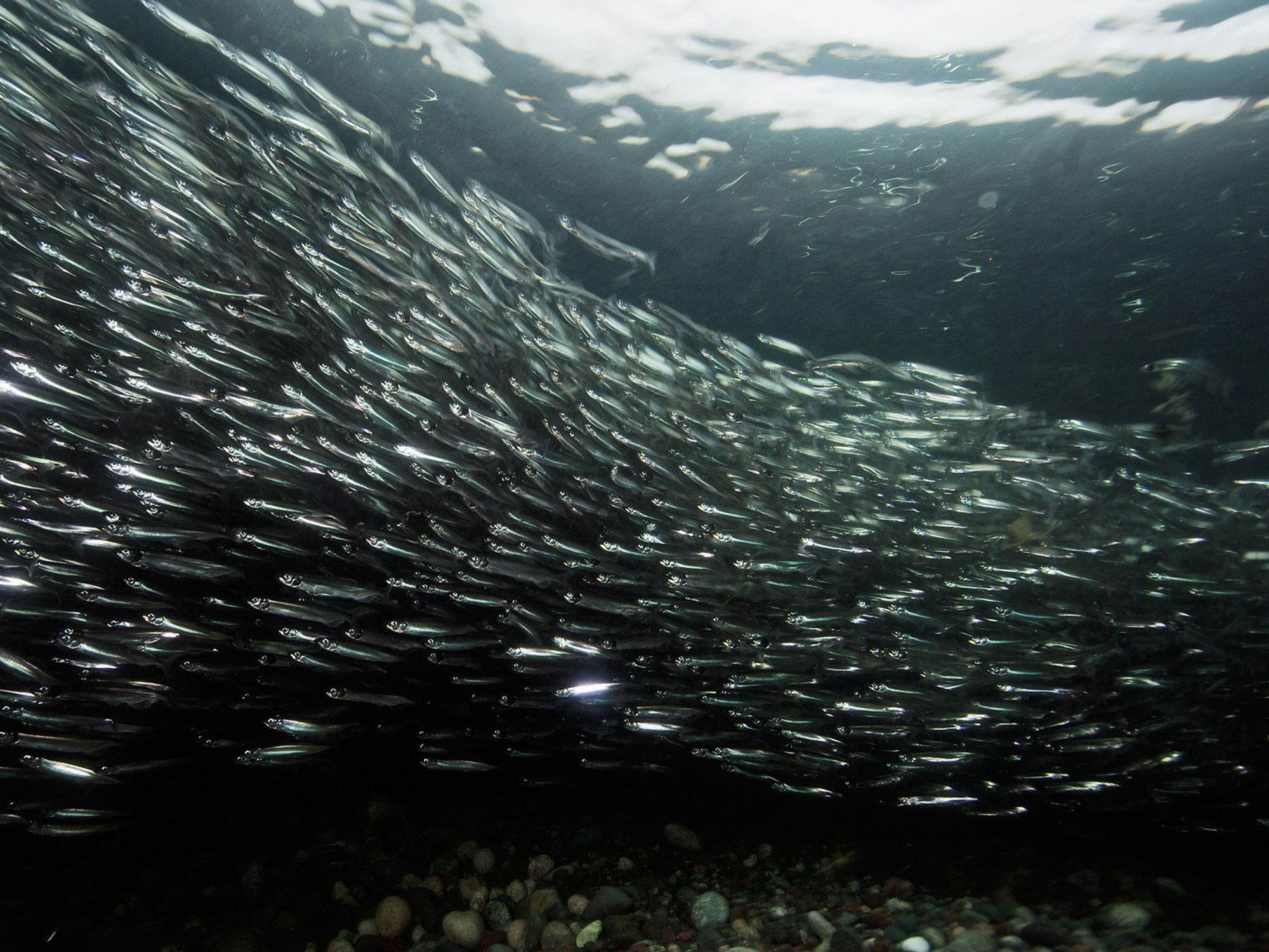 The Atlantification of the Arctic Ocean is Underway