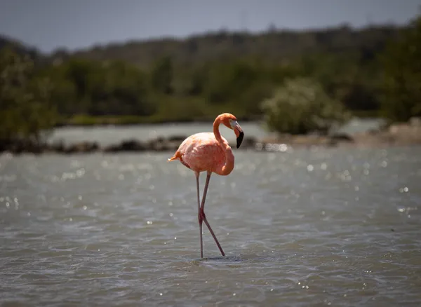 Pretty in Pink thumbnail