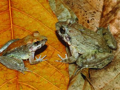 L. larvaepartus (male, left, and female) from Indonesia is the only frog ever discovered to birth live tadpoles. 