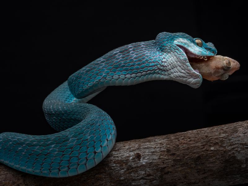 Blue Insularis 2 | Smithsonian Photo Contest | Smithsonian Magazine