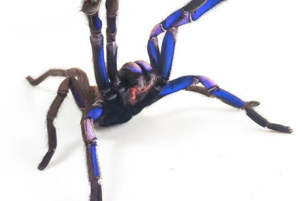 a blue tarantula
