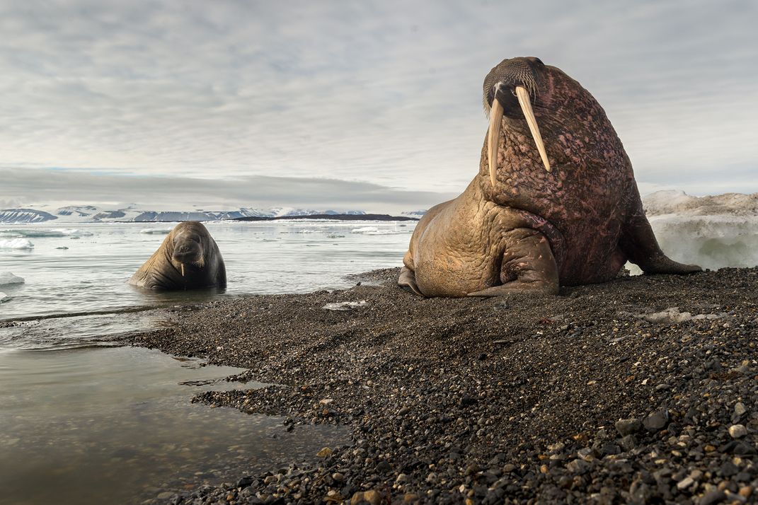 Walrus Beach Masters | Smithsonian Photo Contest | Smithsonian Magazine