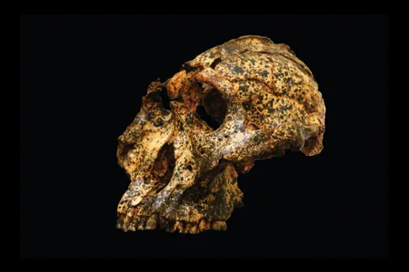Compared to other P. robustus males recovered from a nearby cave system called Swartkrans, DNH 155 (pictured here) was much smaller and had more female-like characteristics.

