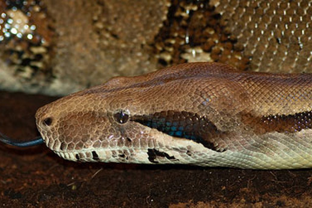 How do boa constrictors know when to stop constricting?