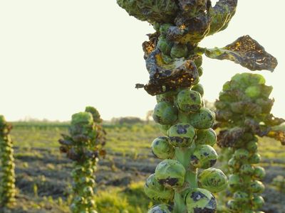 Brussels Sprouts ready for harvest